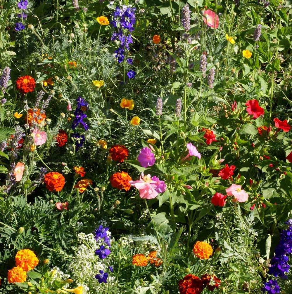 Outsidepride deer-proof wildflower seed mix pollinator-friendly blooms attract bees and butterflies.