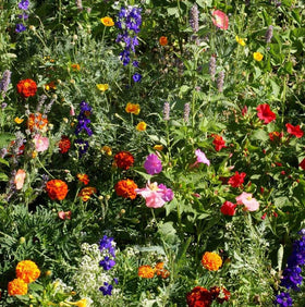 Outsidepride deer-proof wildflower seed mix pollinator-friendly blooms attract bees and butterflies.