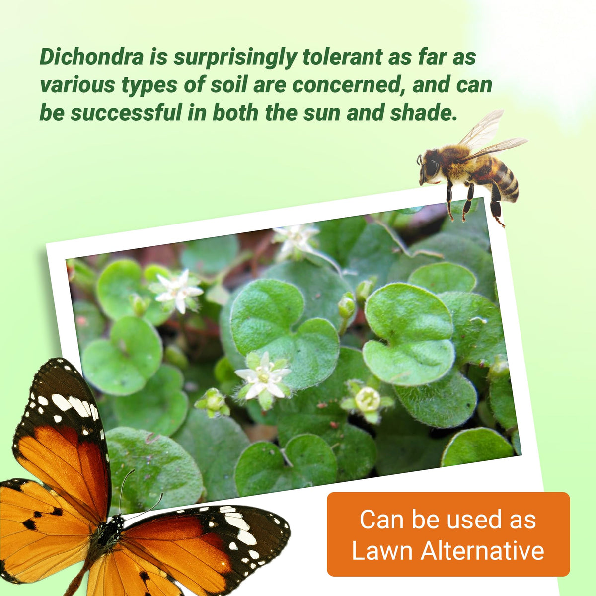 Outsidepride Dichondra Repens aids erosion control on slopes and beds.