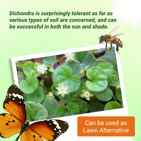 Outsidepride Dichondra Repens aids erosion control on slopes and beds.