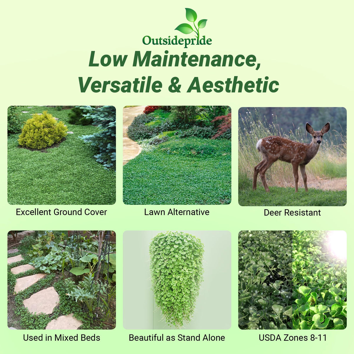 Outsidepride Dichondra Repens ground cover mat ideal for rapid bare-spot filling