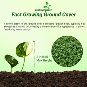 Outsidepride Dichondra Repens serves as a lawn alternative with year-round color.