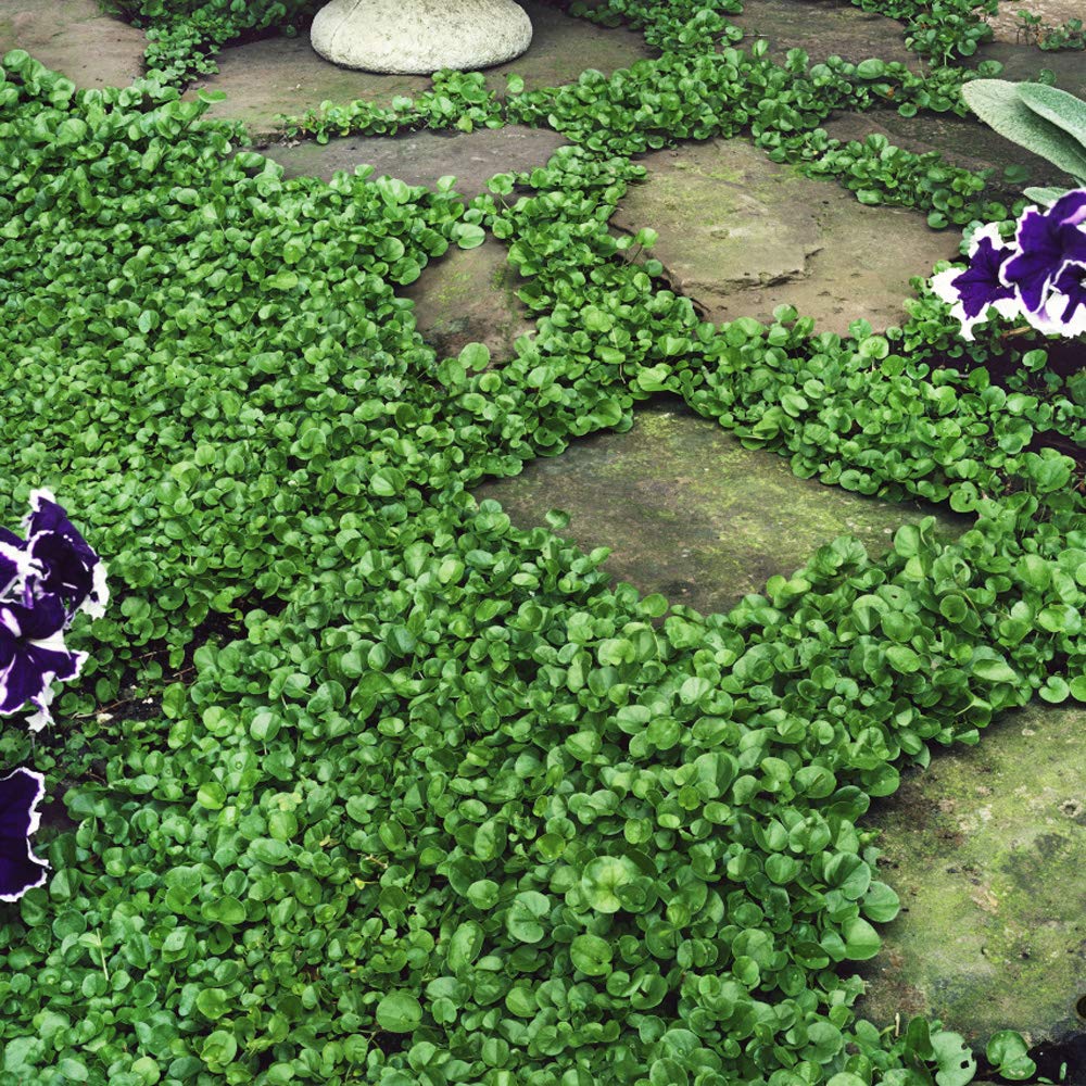 Outsidepride Dichondra Repens provides soft underfoot groundcover for walkways.