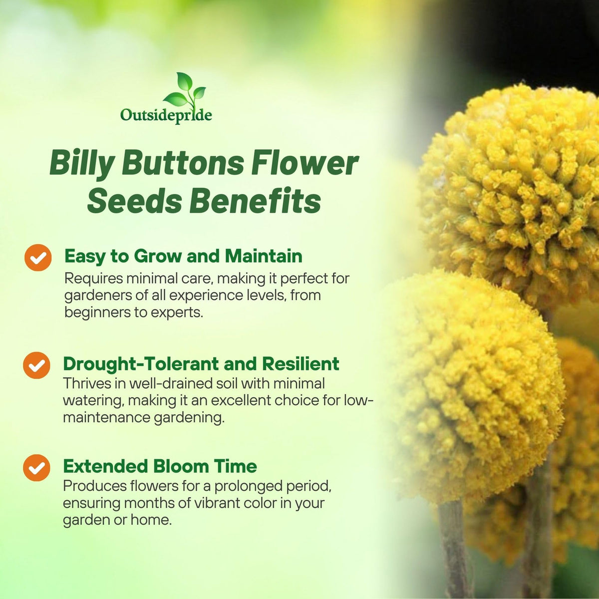 Drought-tolerant Outsidepride seeds fit low-water landscapes.