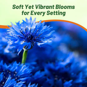 Outsidepride drought-tolerant cornflowers thriving in well-drained soil