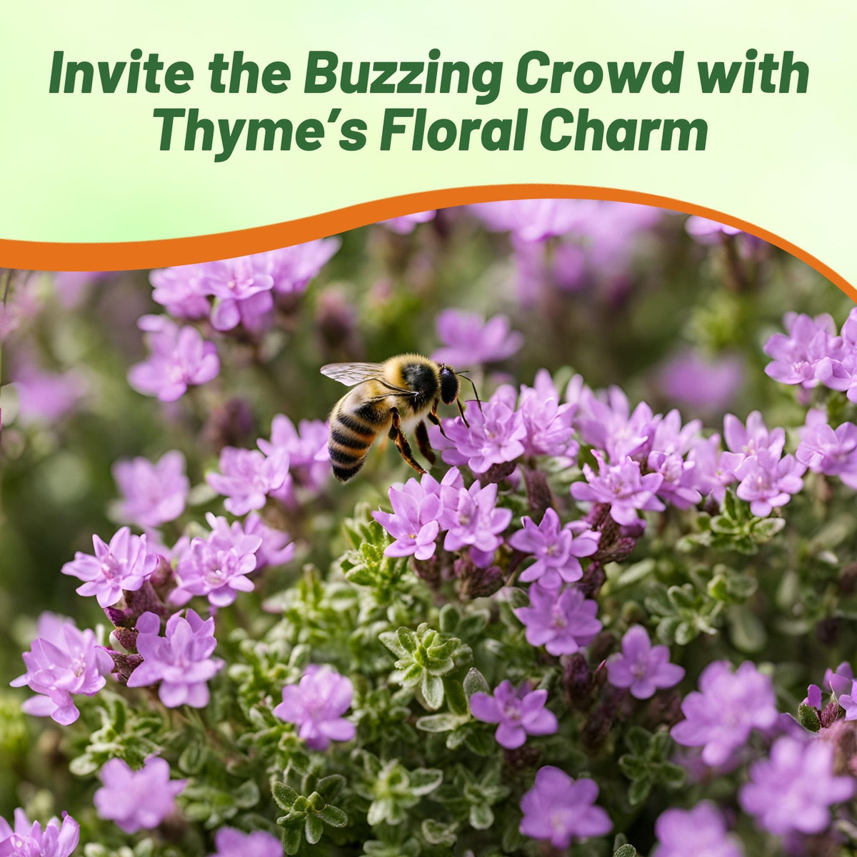 Outsidepride Drought-tolerant ground cover thriving in dry soil conditions.