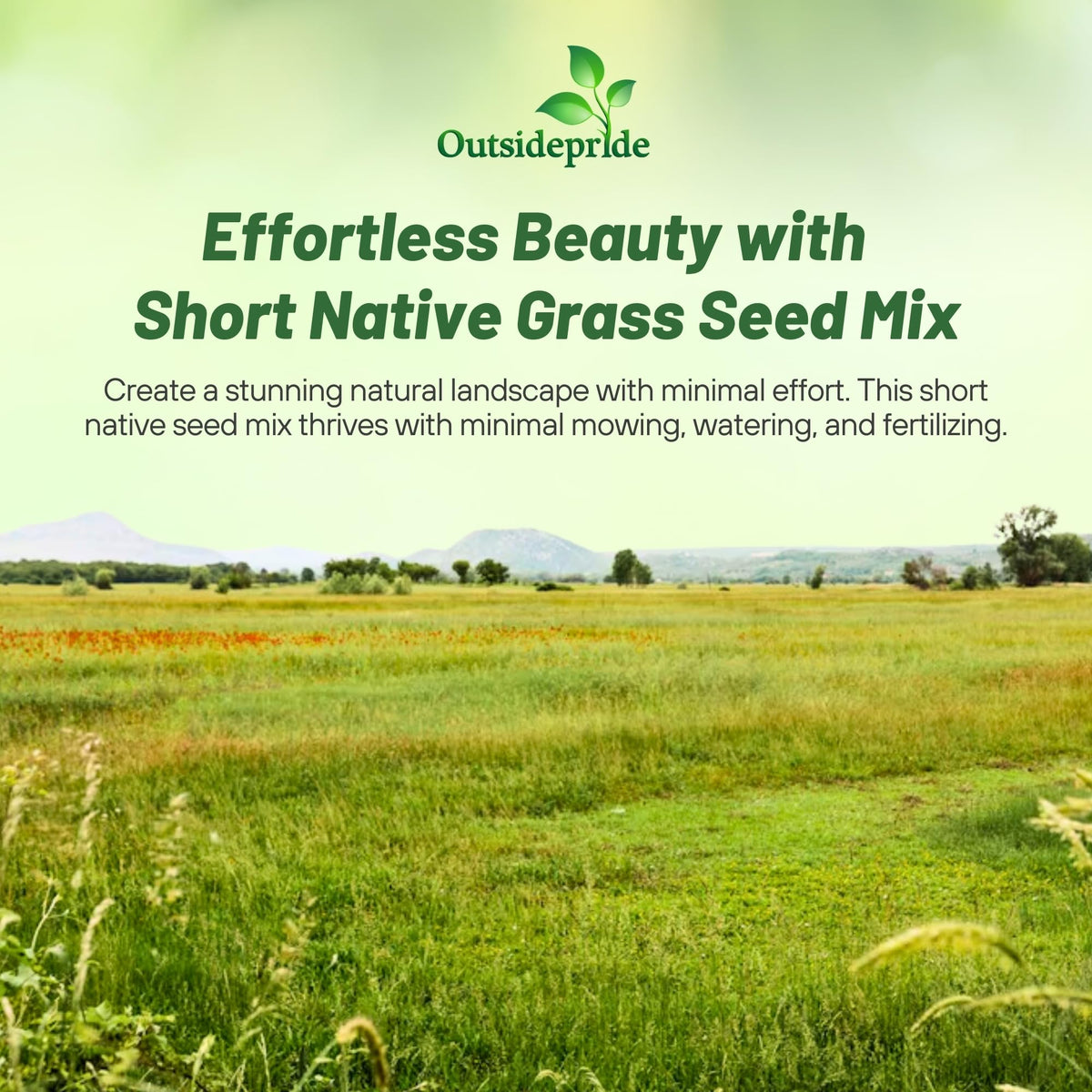 Outsidepride drought-tolerant seeds shown, ideal for heat-tolerant landscaping.