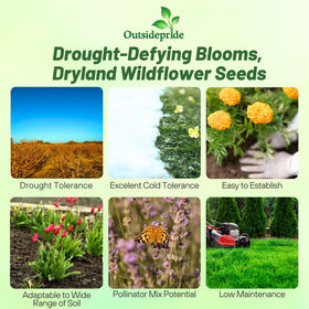 Outsidepride Dryland Wildflower Seed Mix shows colorful blooms in a sunlit meadow for bees.