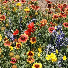 Outsidepride Dryland Wildflower Seed Mix supports dry-conditions resilience