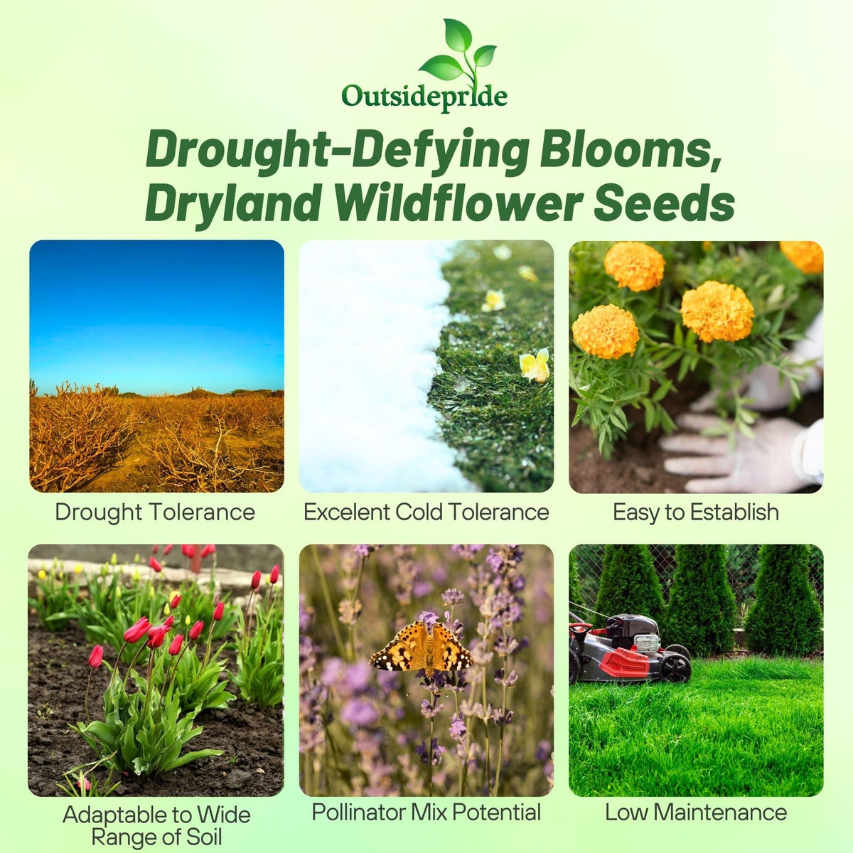 Outsidepride Dryland Wildflower Seed Mix meadow spread creates season-long color