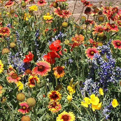 Outsidepride Dryland Wildflower Seed Mix provides planting-guide visuals for spring sowing.