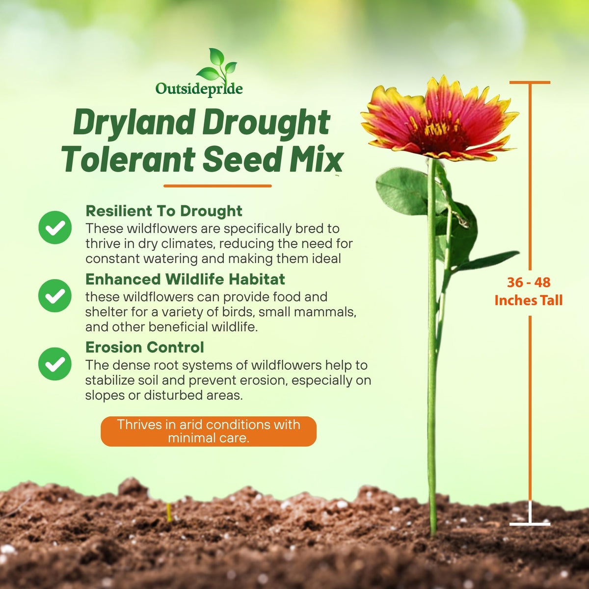 Outsidepride Dryland Wildflower Seed Mix attracts pollinators across zones 3–10