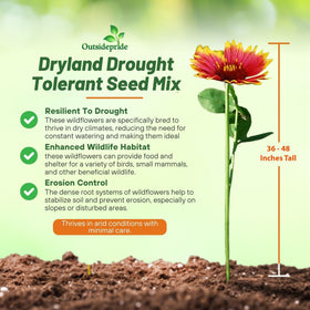 Outsidepride Dryland Wildflower Seed Mix attracts pollinators across zones 3–10