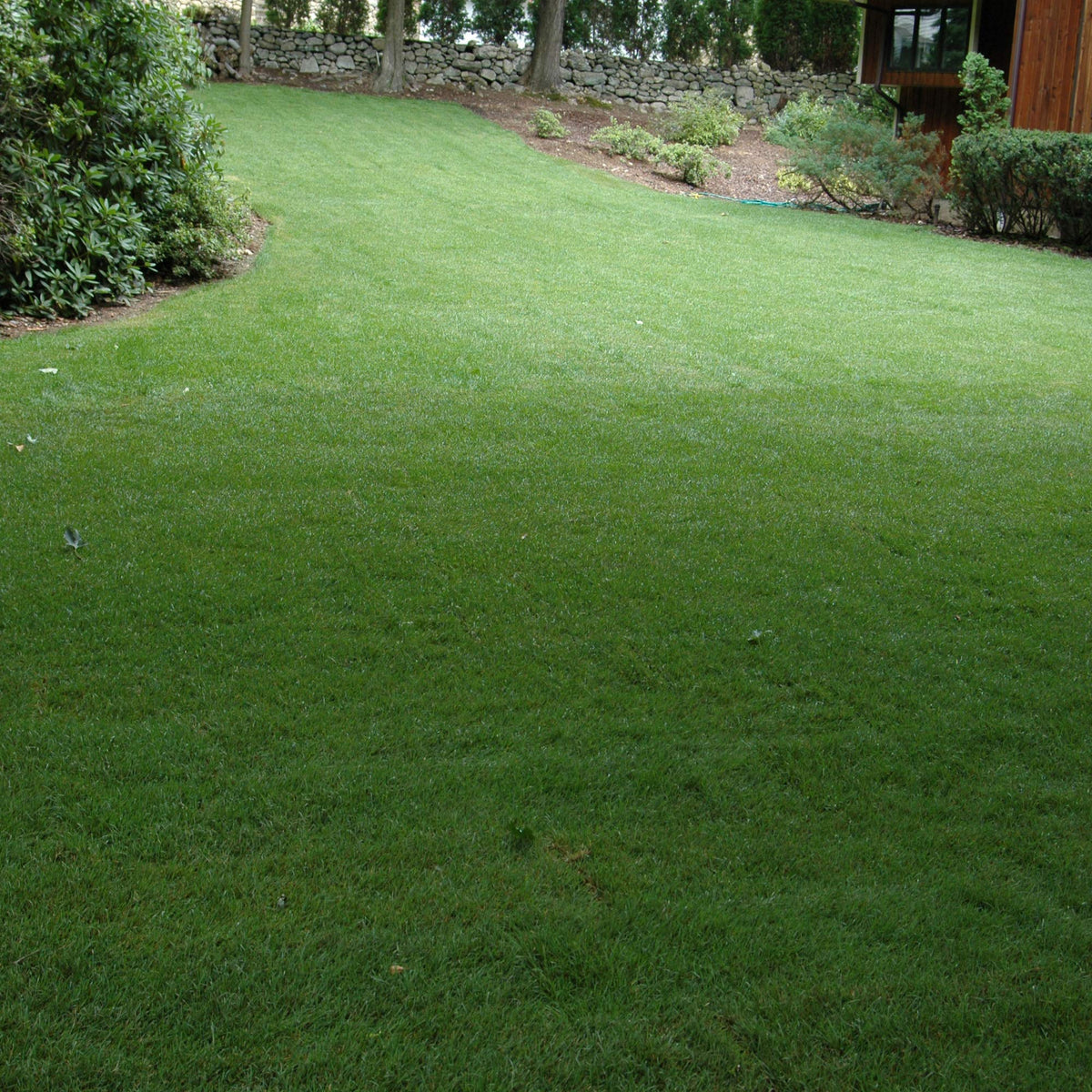 Outsidepride easy establishment seed with nutrient-rich blend for robust growth.