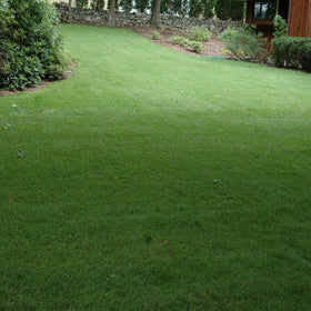 Outsidepride easy establishment seed with nutrient-rich blend for robust growth.