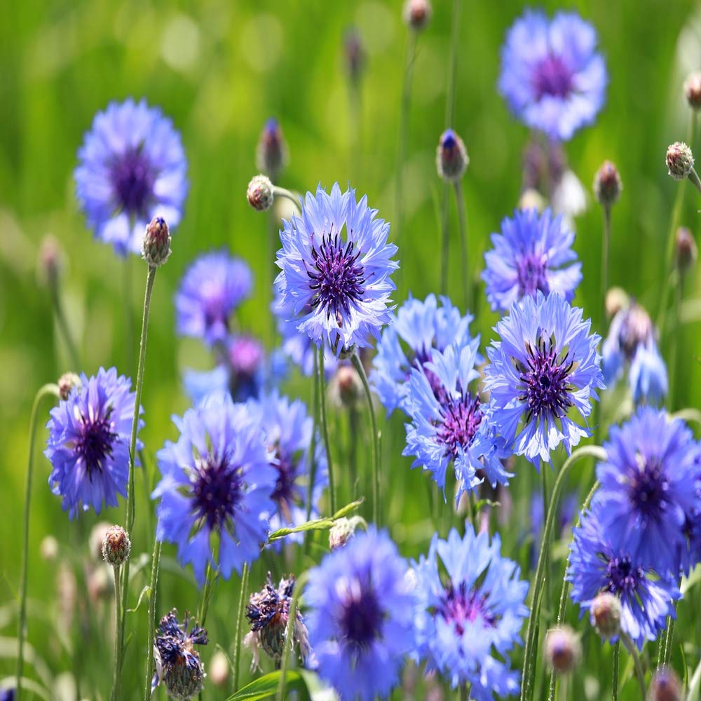 Outsidepride edible cornflower garnish for culinary use