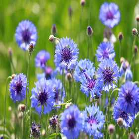 Outsidepride edible cornflower garnish for culinary use