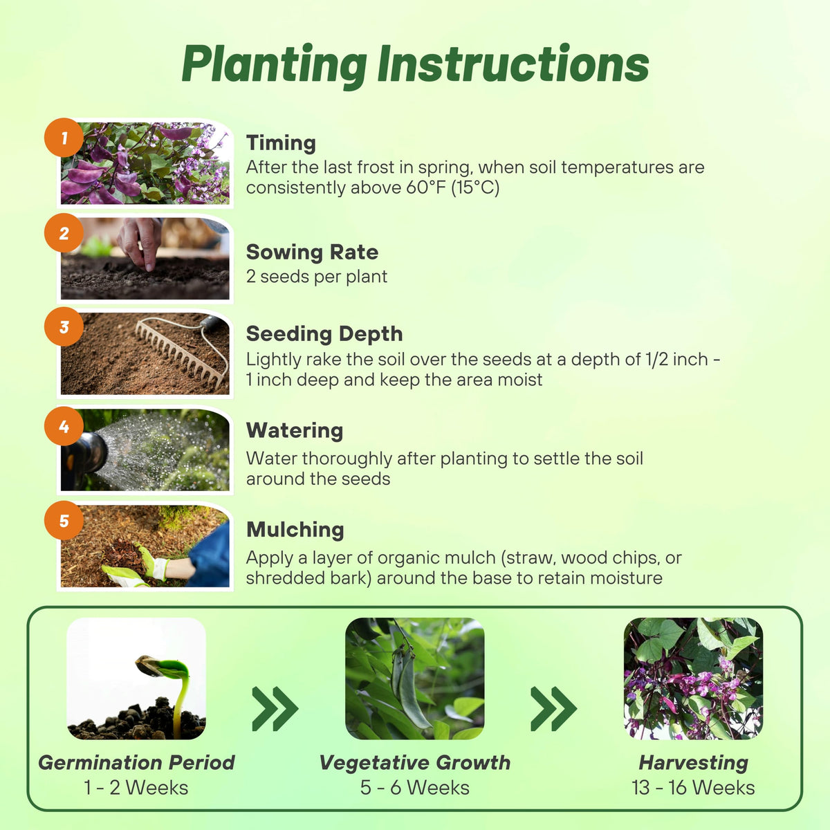 Outsidepride edible pods and leaves offer culinary options in home plots.