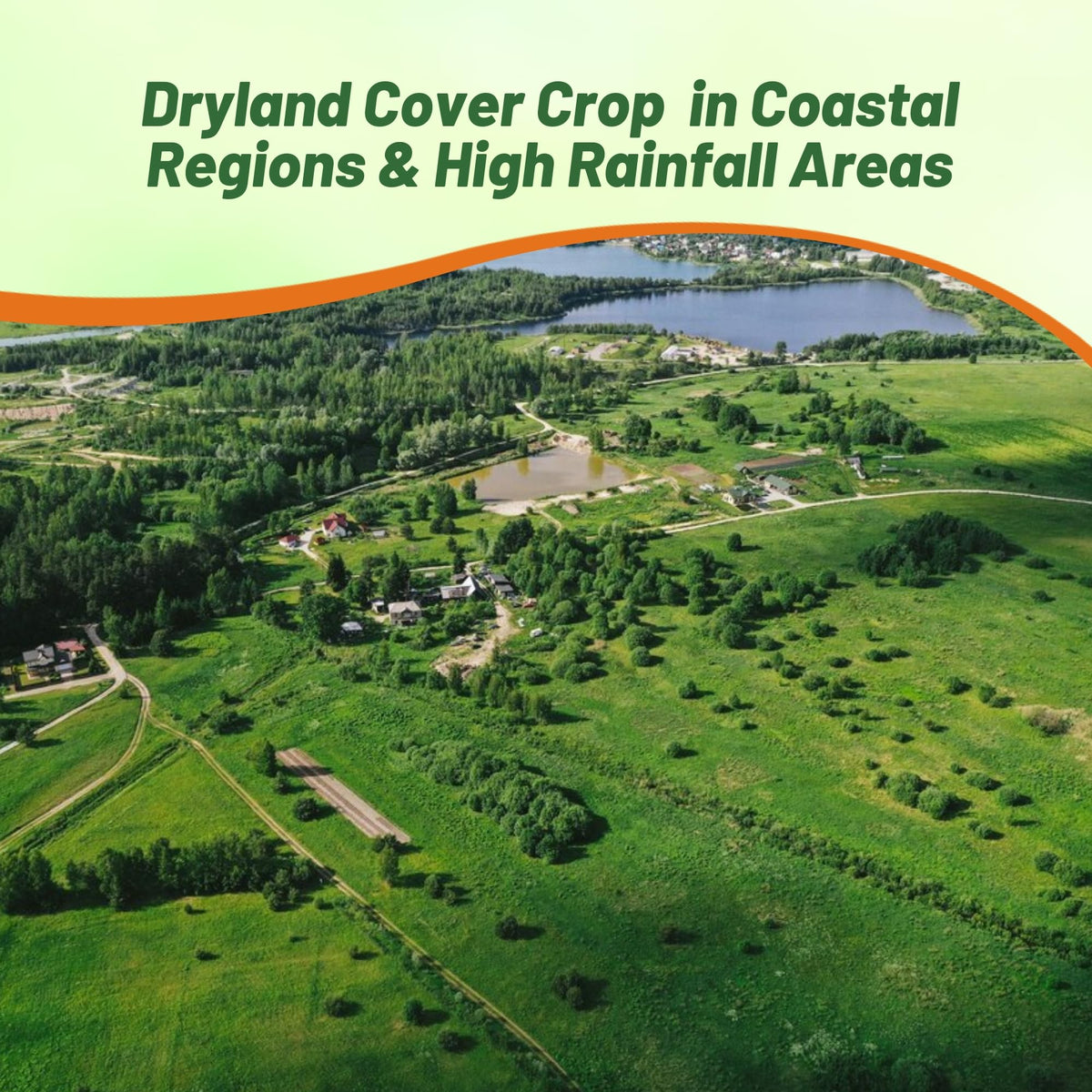 Outsidepride erosion-control fescue on dryland soils stabilizes slopes