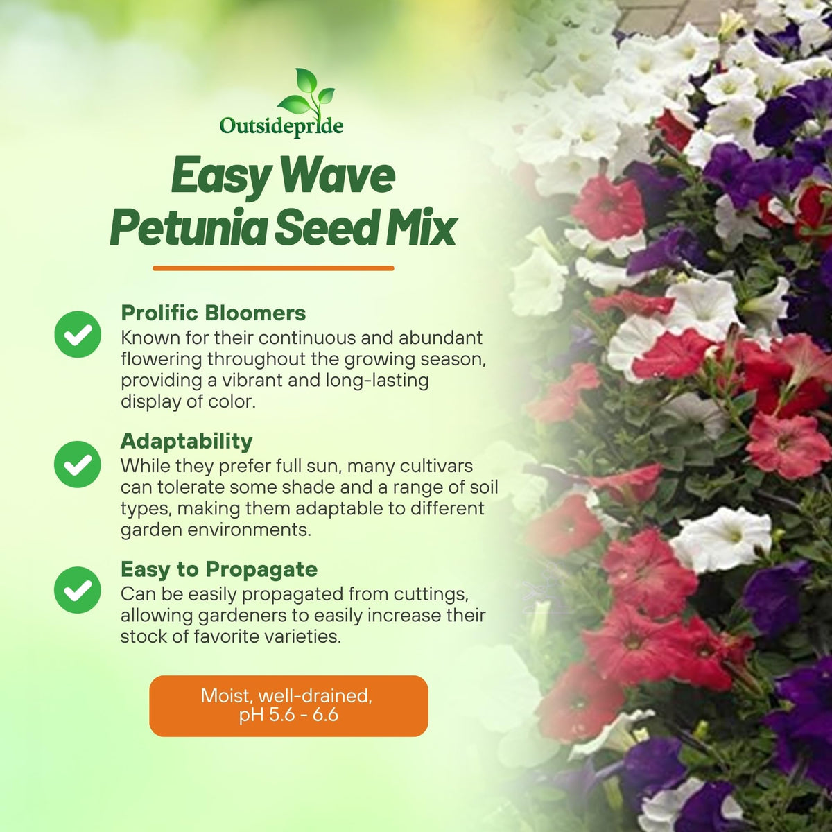 Outsidepride Easy Wave Petunia Seeds germinate quickly for early color in sunny planters.