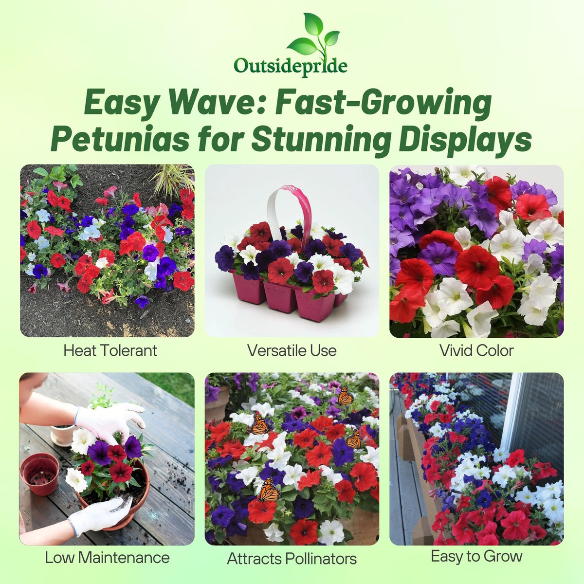 Outsidepride Flag Mix Easy Wave Petunia Seeds create a patriotic border display for any garden.