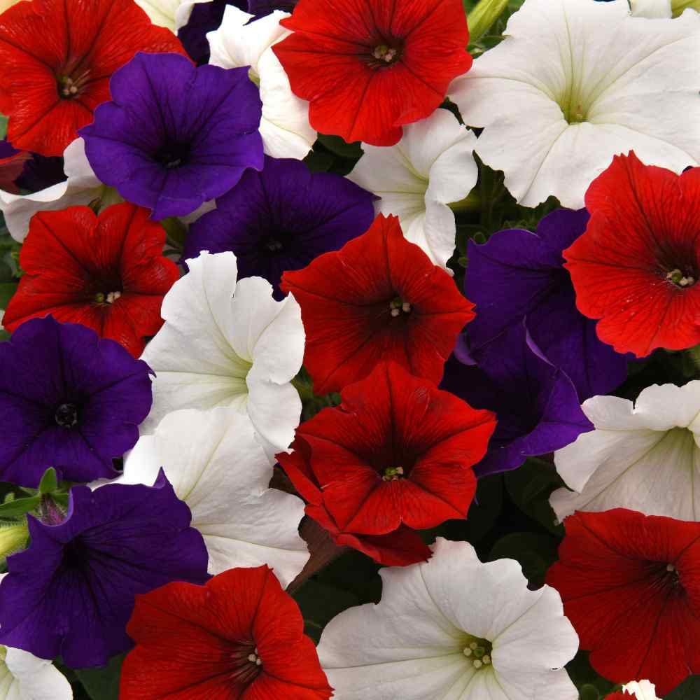Outsidepride Petunias invite pollinators, enriching garden life with vibrant displays.