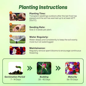 Outsidepride Flag Mix seeds spread naturally, forming soft edges in beds and containers.