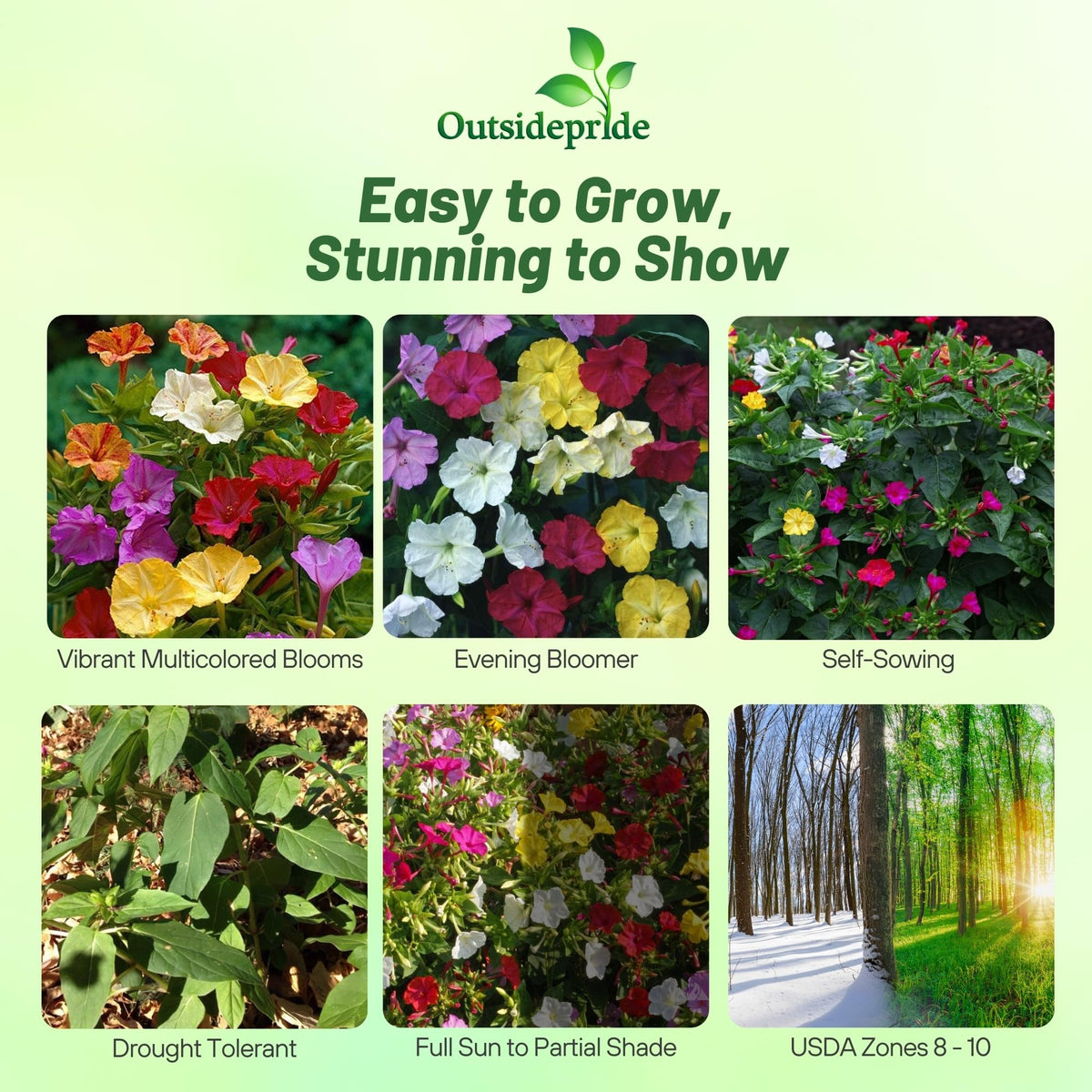 Outsidepride four o'clock blooms in mixed colors with fragrant evenings.