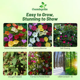 Outsidepride four o'clock blooms in mixed colors with fragrant evenings.
