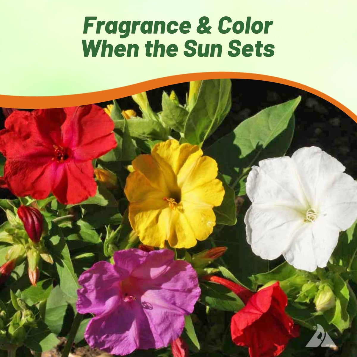 Container-friendly plant for patios and small spaces.