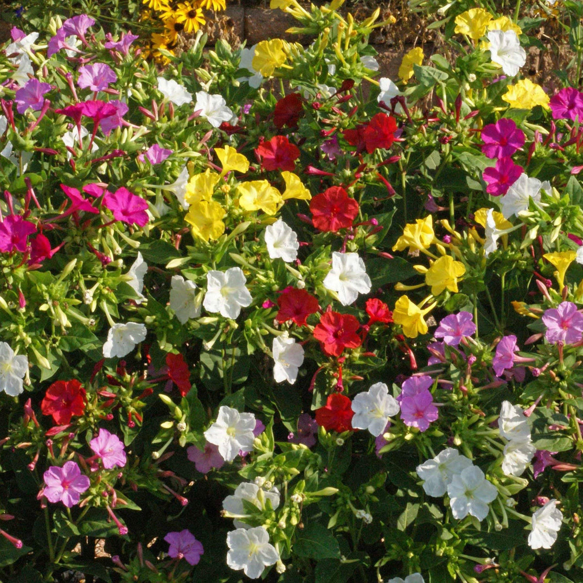 Deer-proof growth helps keep borders colorful with less maintenance.