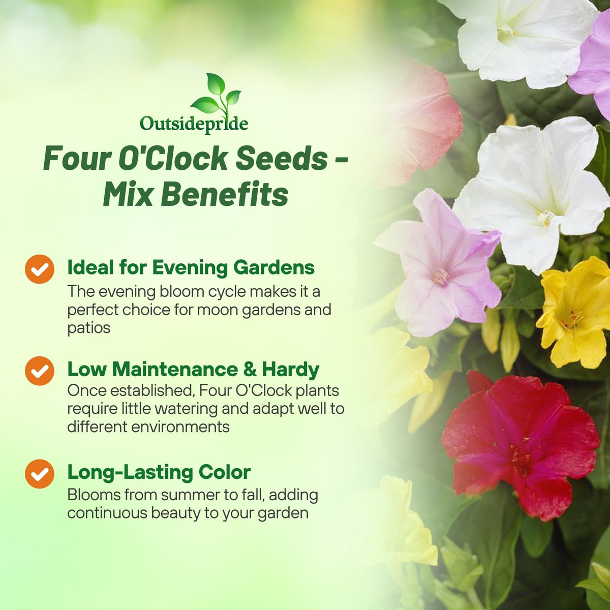 Dense shrub-like growth ideal for borders and hedges.