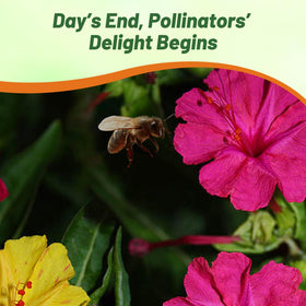 Evening garden interest as blooms open late.
