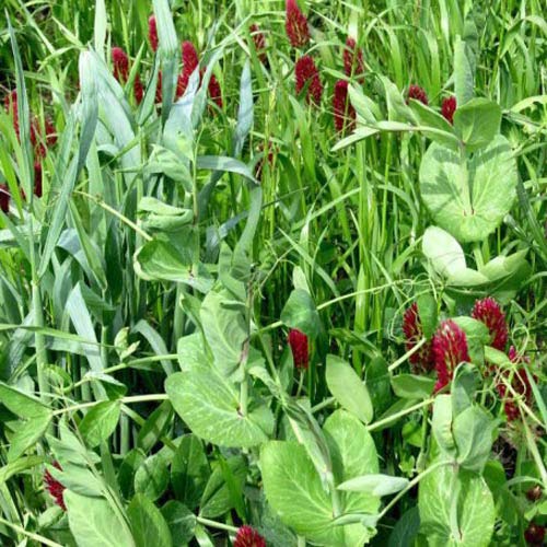 Outsidepride Gardenway crimson clover flowers attract bees and boost biodiversity.