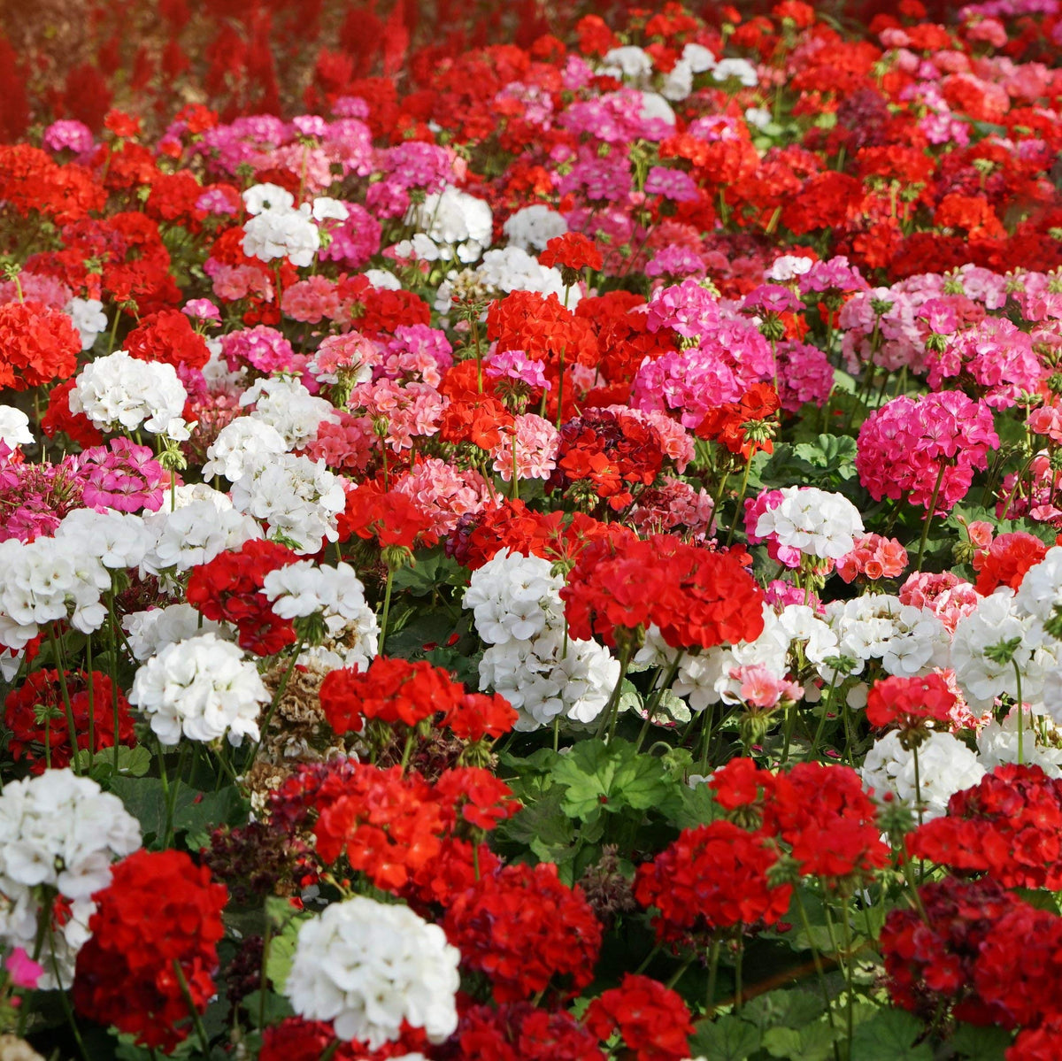 Outsidepride Geranium Seeds with green foliage enhancing garden backdrops
