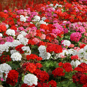 Outsidepride Geranium Seeds with green foliage enhancing garden backdrops