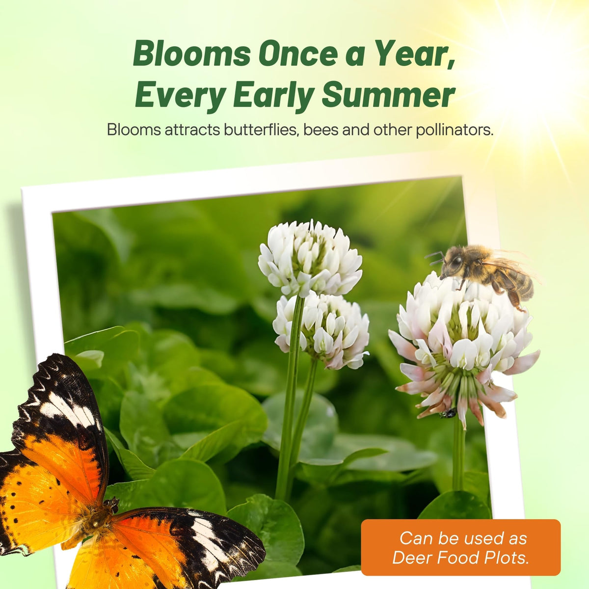 Outsidepride perennial clover seed for green manure and soil enrichment.