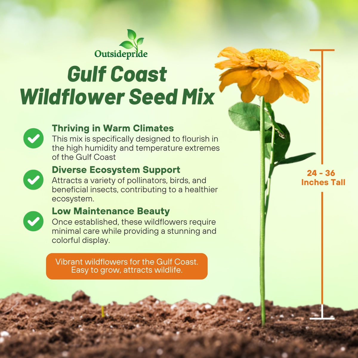 Outsidepride Gulf Coast wildflower seed mix closeup purity highlights high germination potential.