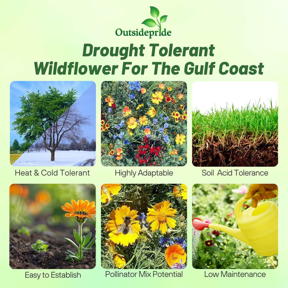 Outsidepride Gulf Coast wildflower seed mix dense meadow shows tall blooms.