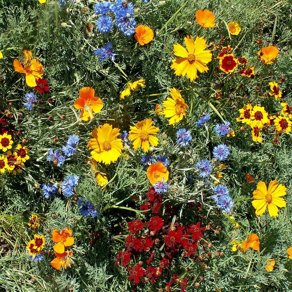 Outsidepride Gulf Coast wildflower seed mix tall stems reach 24-36 inches.