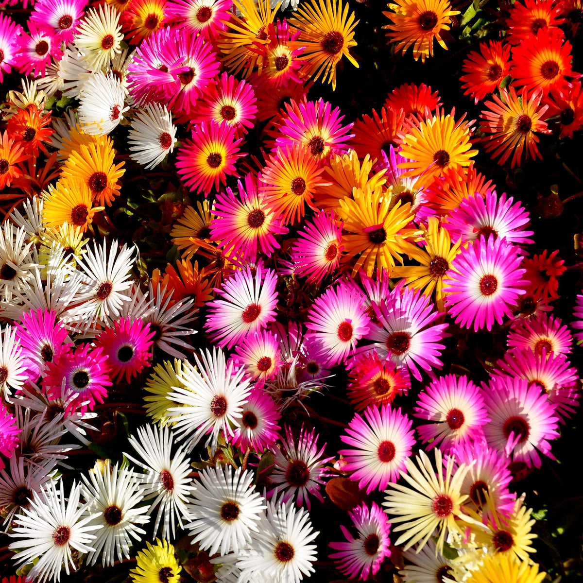 Germination phase of Outsidepride Ice Plant seeds in warm, well-drained soil