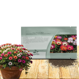 Outsidepride Ice Plant Seeds Mix packaging ready for sunny bed sowing