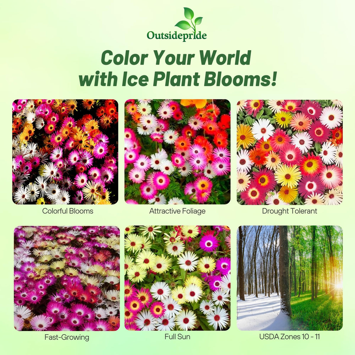 Outsidepride Ice Plant Seeds Mix shown for quick sowing in a bright garden