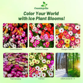 Outsidepride Ice Plant Seeds Mix shown for quick sowing in a bright garden
