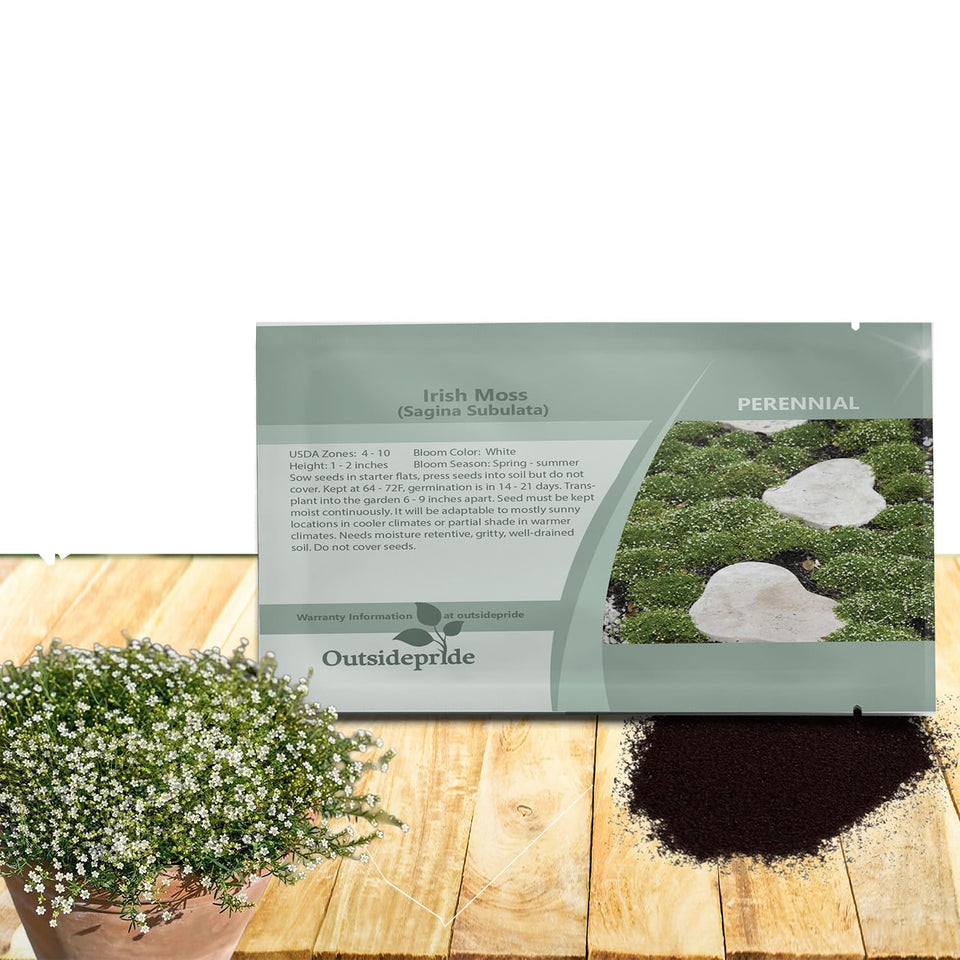 Outsidepride Irish Moss ground cover forms a dense mat over soil, ideal for pathways.