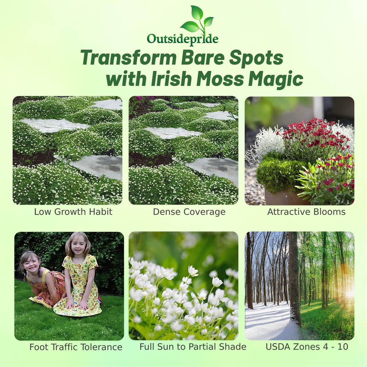 Outsidepride Irish Moss creating a soft carpet along a garden pathway.