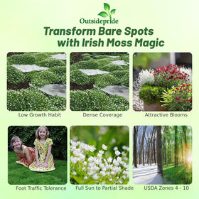 Outsidepride Irish Moss creating a soft carpet along a garden pathway.