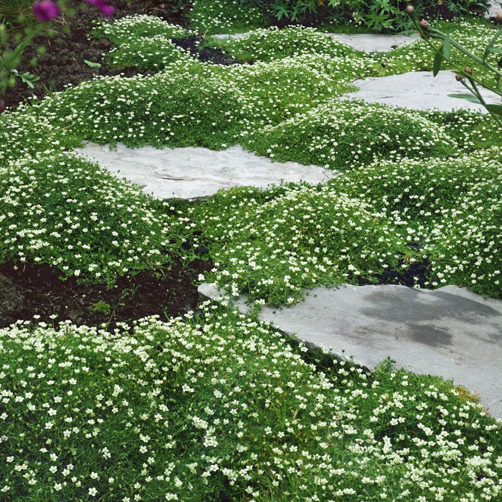 Outsidepride Irish Moss featured in a rock garden for year-round texture.