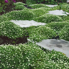 Outsidepride Irish Moss featured in a rock garden for year-round texture.
