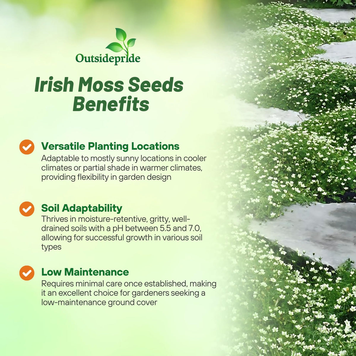 Outsidepride Irish Moss thriving in mixed shade and sun for versatile beds.